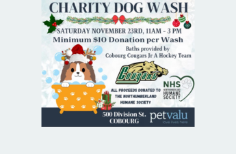 Charity Dog Wash