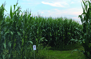 Corn Maze