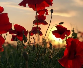 Town of Cobourg Partners with Legion Branch 133 to Honour Local Veterans